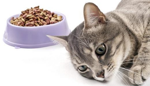 うちの猫が『モグニャン』を食べない！その理由と対策方法とは！？キャットフードを新しく変えると猫は警戒して食べない＆下痢になる！